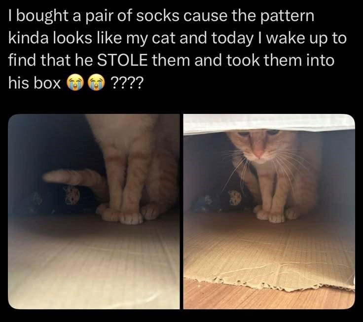 I bought a pair of socks cause the pattern kinda looks like my cat and today I wake up to find that he STOLE them and took them into ???? his box