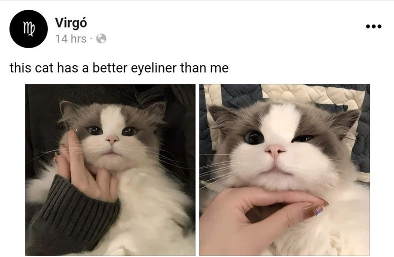 mb Virgó 14 hrs. this cat has a better eyeliner than me