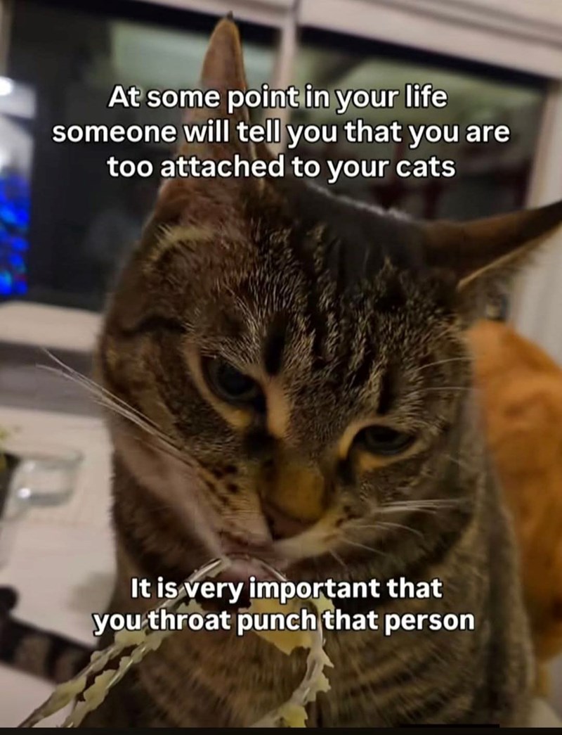 At some point in your life someone will tell you that you are too attached to your cats It is very important that you throat punch that person