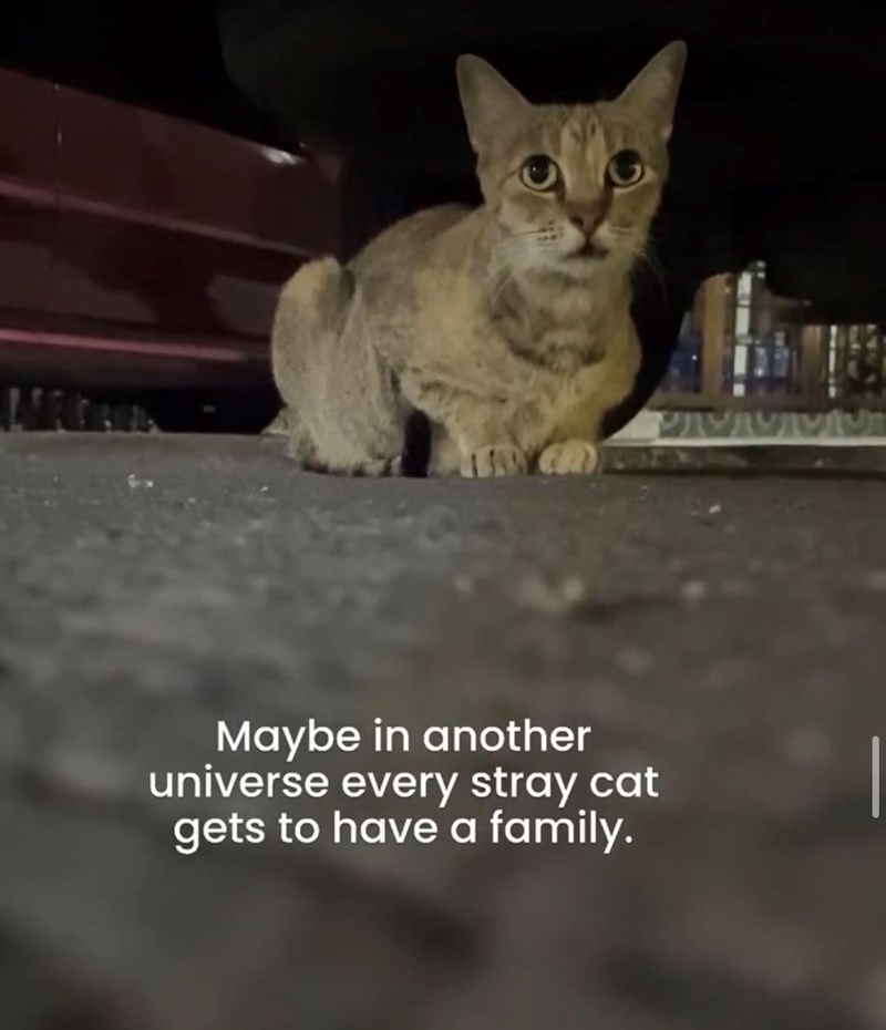 Maybe in another universe every stray cat gets to have a family.