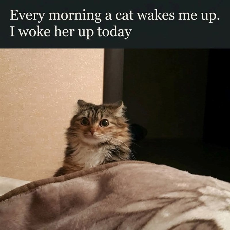 Every morning a cat wakes me up. I woke her up today