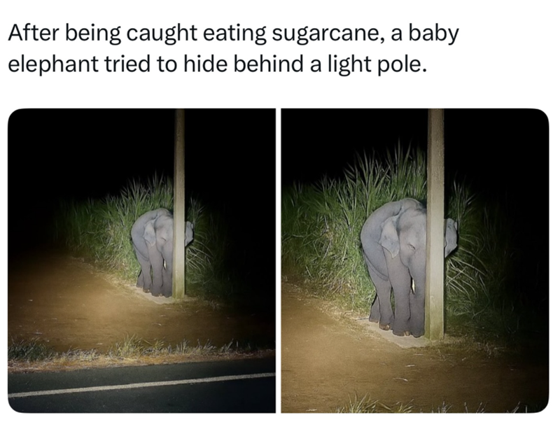 After being caught eating sugarcane, a baby elephant tried to hide behind a light pole.
