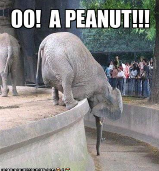 00! A PEANUT!!! ICANHASCHEEZBURGER.COM&