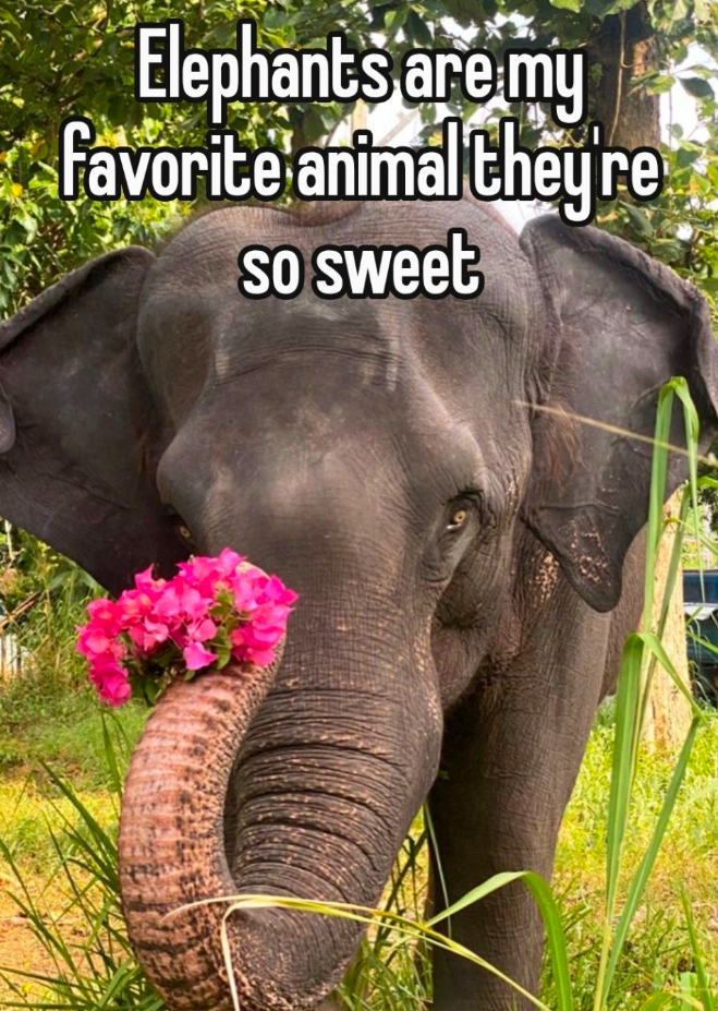Elephants are my favorite animal they're So sweet