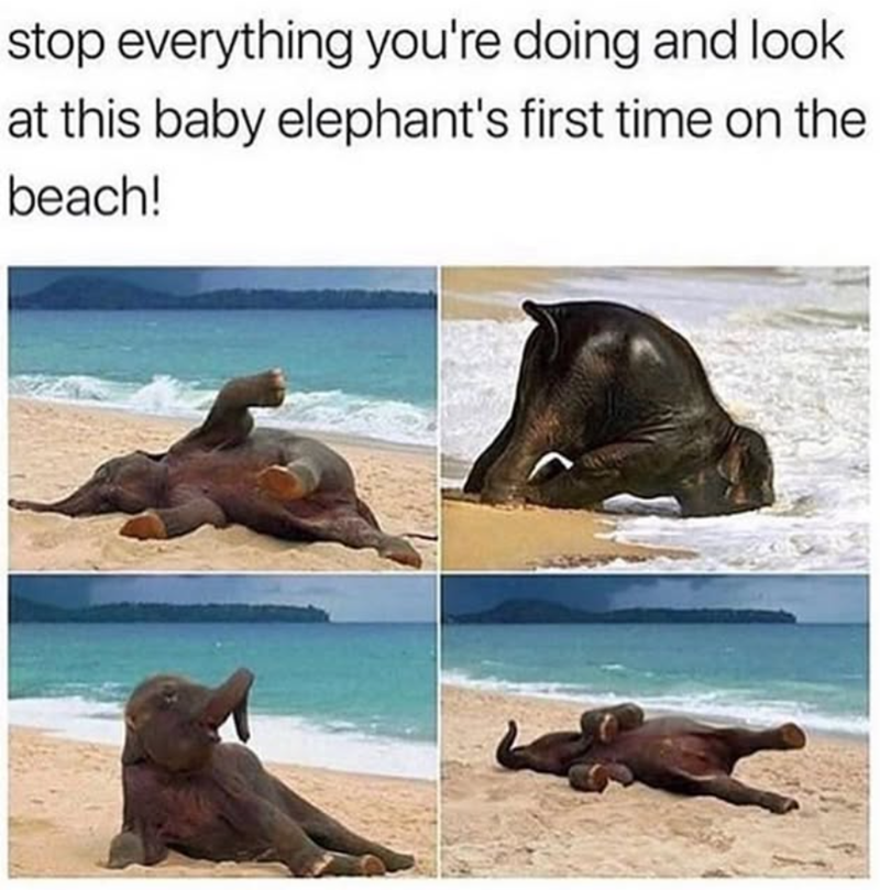 stop everything you're doing and look. at this baby elephant's first time on the beach!