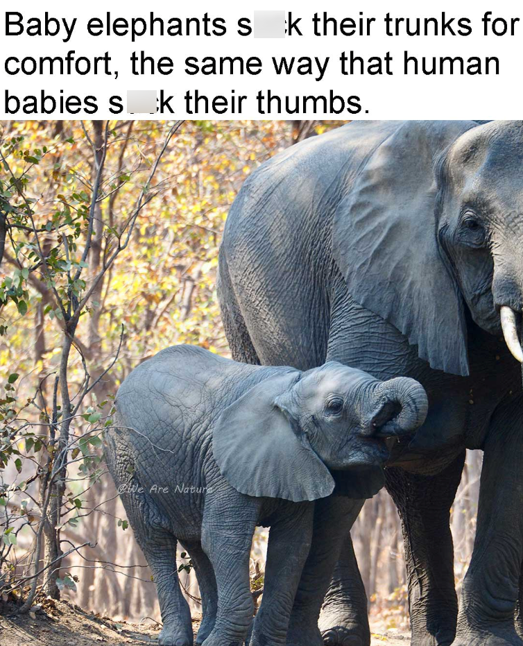 Baby elephants s k their trunks for comfort, the same way that human babies sok their thumbs. We Are Nature