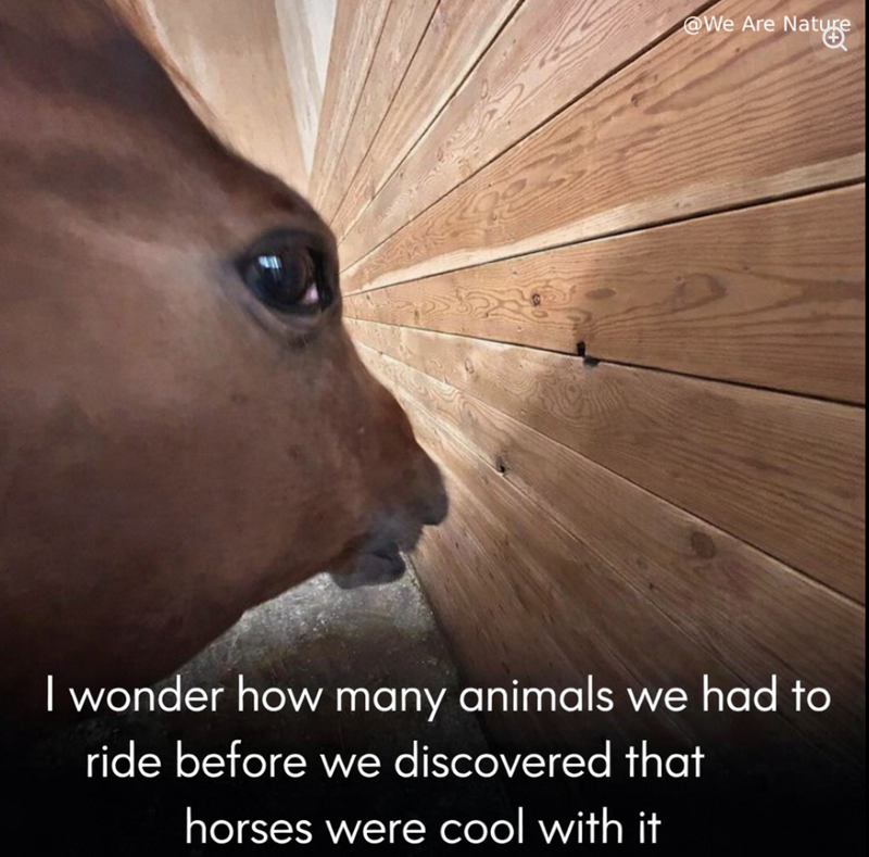 @We Are Nature Nature I wonder how many animals we had to ride before we discovered that horses were cool with it