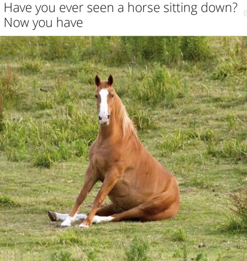 Have you ever seen a horse sitting down? Now you have