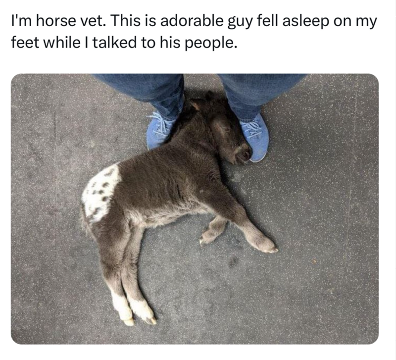 I'm horse vet. This is adorable guy fell asleep on my feet while I talked to his people.