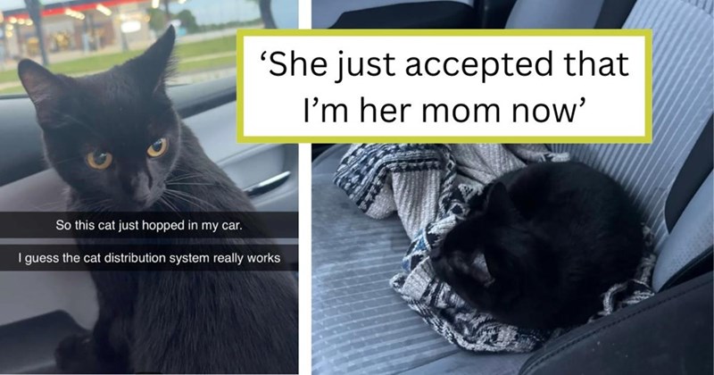 'She just accepted that I'm her mom now' So this cat just hopped in my car. I guess the cat distribution system really works