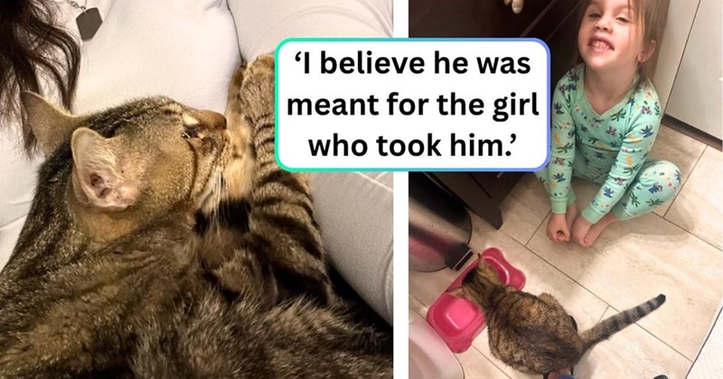'I believe he was meant for the girl who took him.'