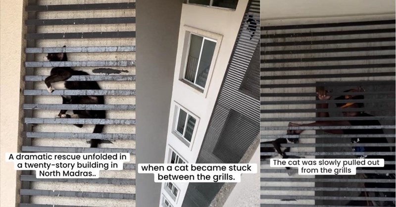 A dramatic rescue unfolded in a twenty-story building in North Madras.. when a cat became stuck between the grills. The cat was slowly pulled out from the grills