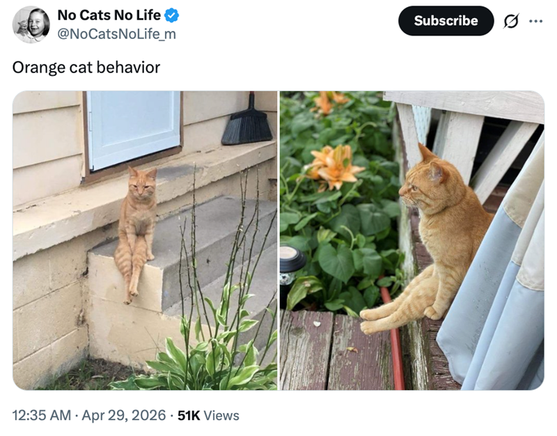 No Cats No Life ☑ @NoCatsNoLife_m Orange cat behavior 12:35 AM Apr 29, 2026 51K Views Subscribe