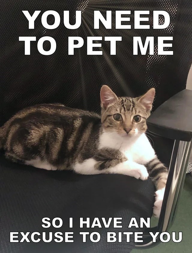 YOU NEED TO PET ME SO I HAVE AN EXCUSE TO BITE YOU