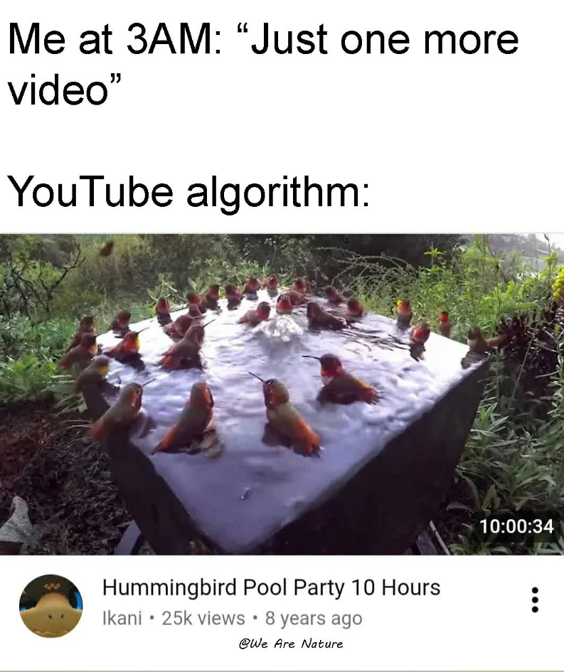 Me at 3AM: “Just one more video" YouTube algorithm: Hummingbird Pool Party 10 Hours • Ikani 25k views • 8 years ago @We Are Nature 10:00:34