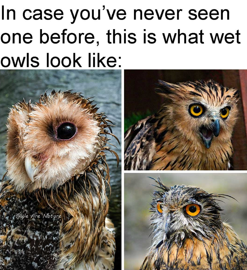 In case you've never seen one before, this is what wet owls look like: @We Are Nature