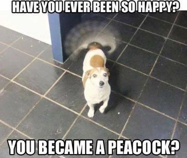 HAVE YOU EVER BEEN SO HAPPY? YOU BECAME A PEACOCK?