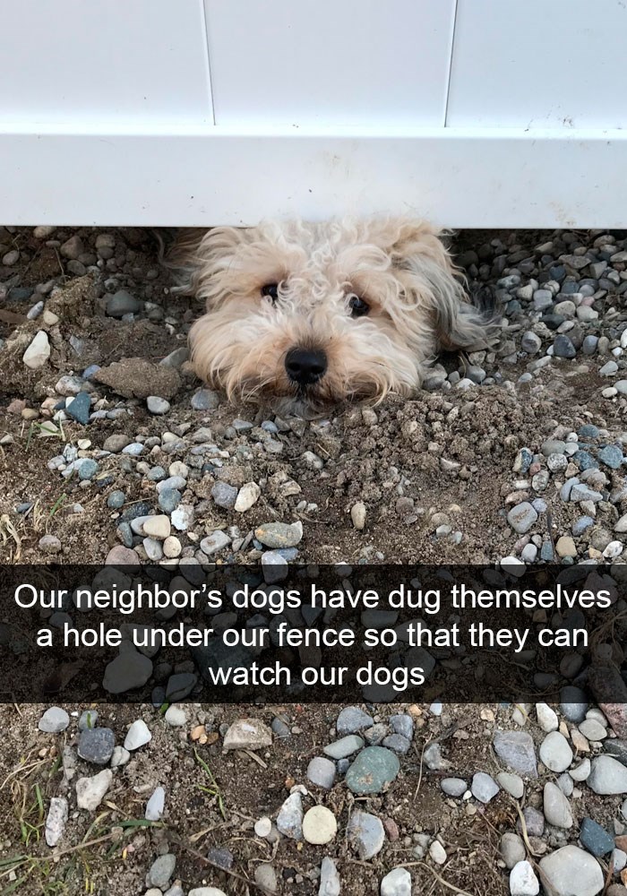Our neighbor's dogs have dug themselves a hole under our fence so that they can watch our dogs