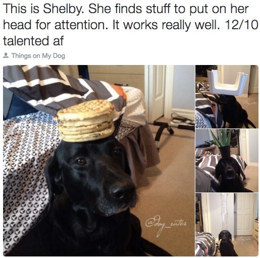 This is Shelby. She finds stuff to put on her head for attention. It works really well. 12/10 talented af Things on My Dog Pday_waiter LY