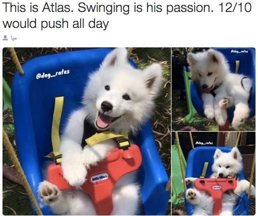 This is Atlas. Swinging is his passion. 12/10 would push all day ميا . @dog_rates the likes A deg rates @dagtes