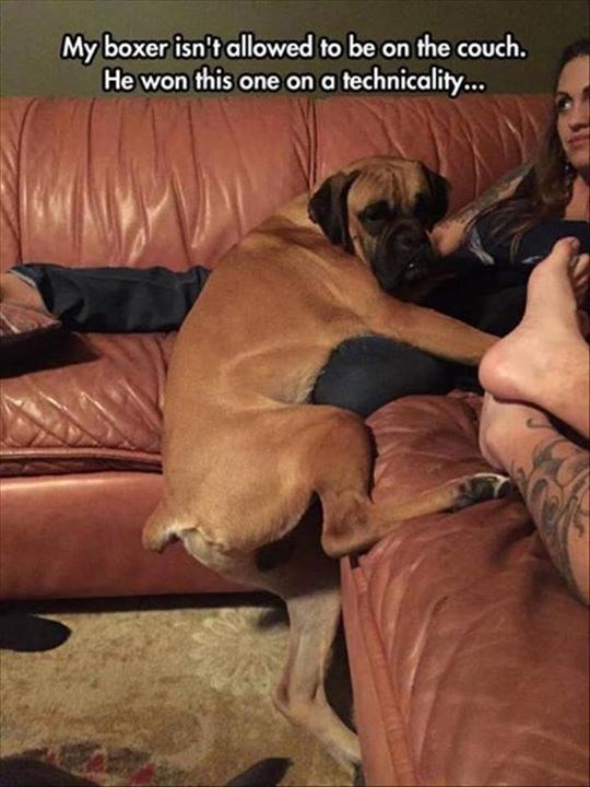 My boxer isn't allowed to be on the couch. He won this one on a technicality...