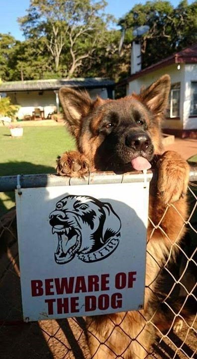 BEWARE OF THE DOG