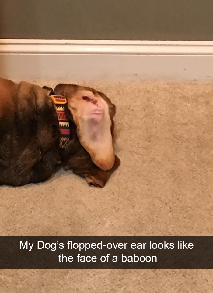 My Dog's flopped-over ear looks like the face of a baboon