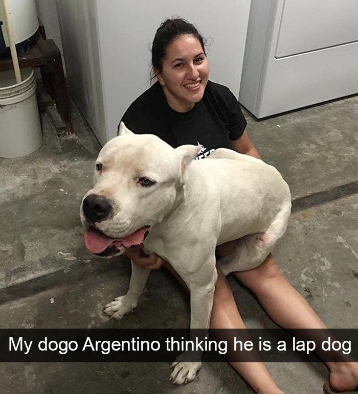 My dogo Argentino thinking he is a lap dog