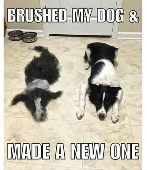 BRUSHED MY DOG & MADE A NEW ONE