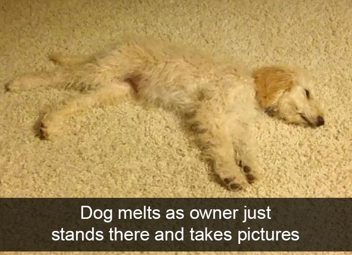 Dog melts as owner just stands there and takes pictures