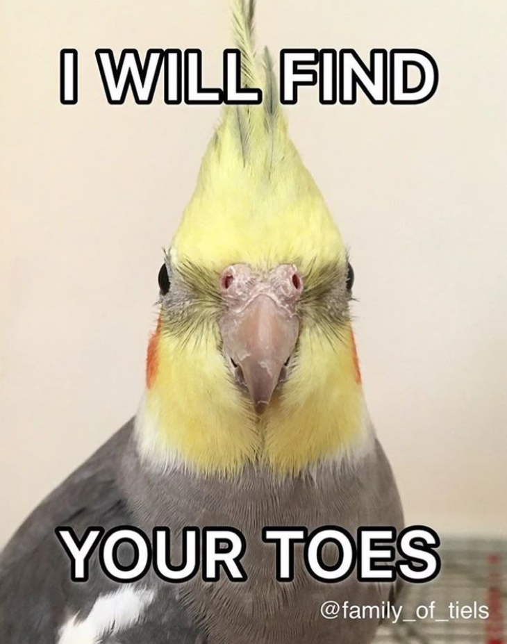 I WILL FIND YOUR TOES @family_of_tiels