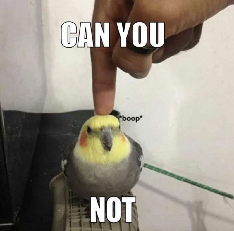 CAN YOU boop* NOT