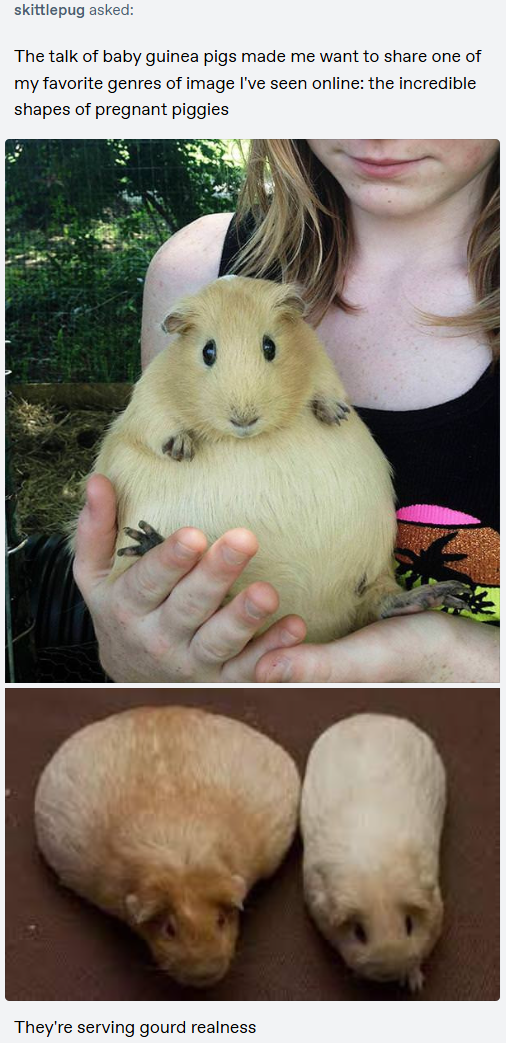 skittlepug asked: The talk of baby guinea pigs made me want to share one of my favorite genres of image I've seen online: the incredible shapes of pregnant piggies They're serving gourd realness