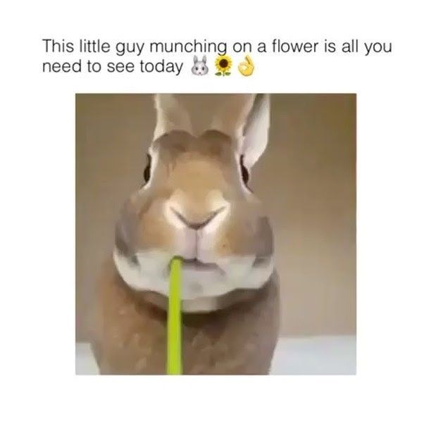 This little guy munching on a flower is all you need to see today