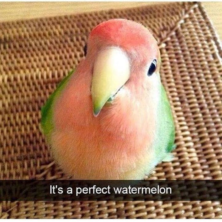 It's a perfect watermelon