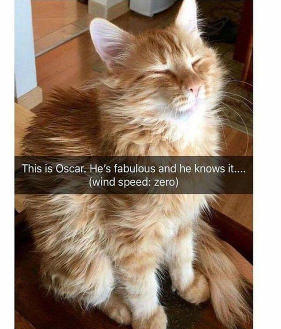 This is Oscar. He's fabulous and he knows it.... (wind speed: zero)