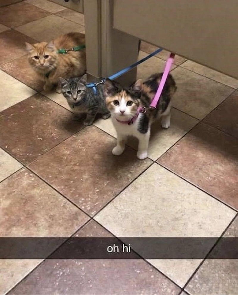 oh hi