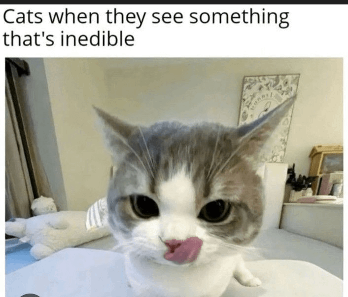 Cats when they see something that's inedible