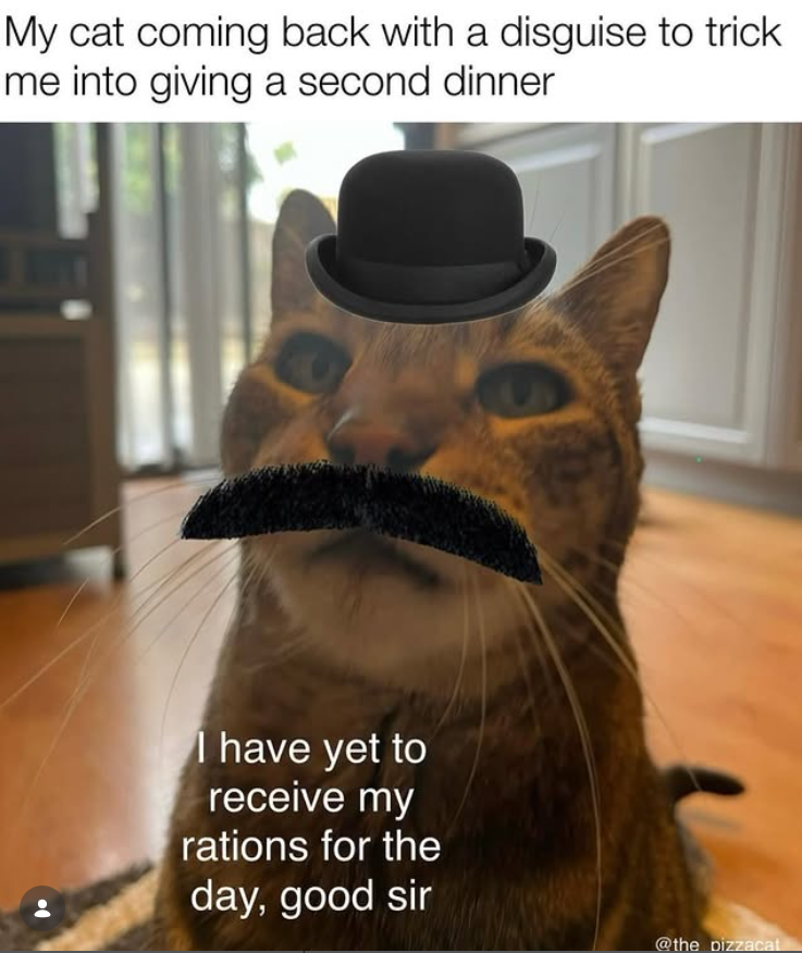 My cat coming back with a disguise to trick me into giving a second dinner I have yet to receive my rations for the day, good sir @the pizzacat