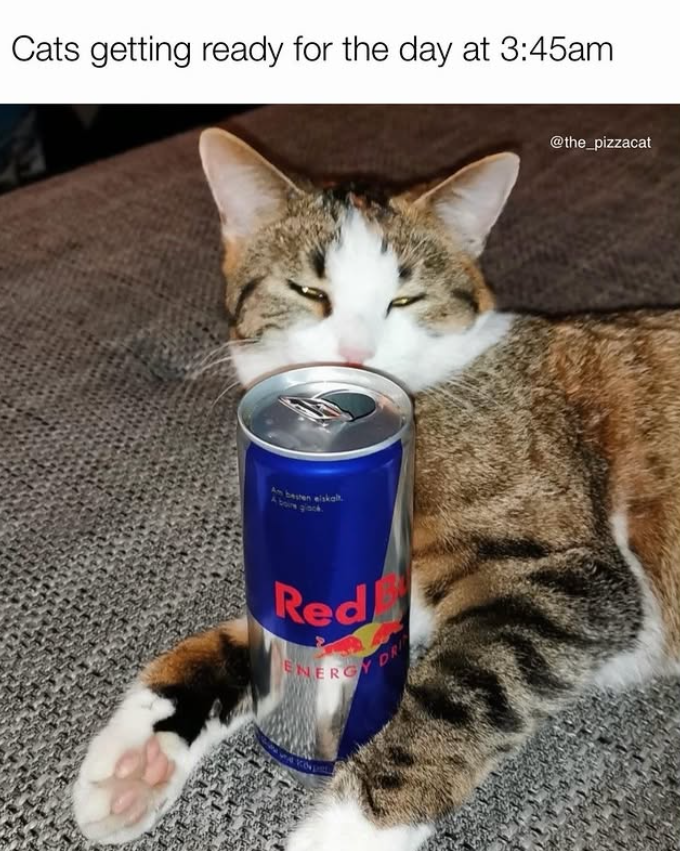 Cats getting ready for the day at 3:45am Am besten eiskalt boire ginok Red ENERGY DR @the_pizzacat