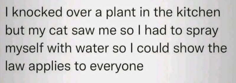 I knocked over a plant in the kitchen but my cat saw me so I had to spray myself with water so I could show the law applies to everyone