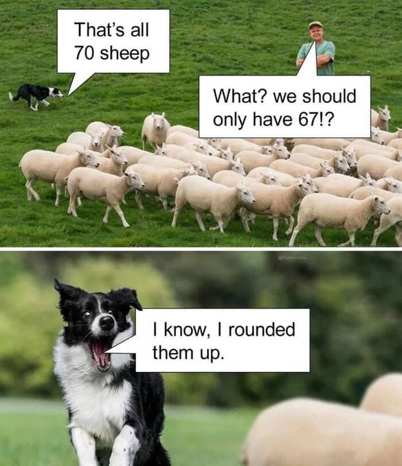 That's all 70 sheep What? we should only have 67!? I know, I rounded them up.