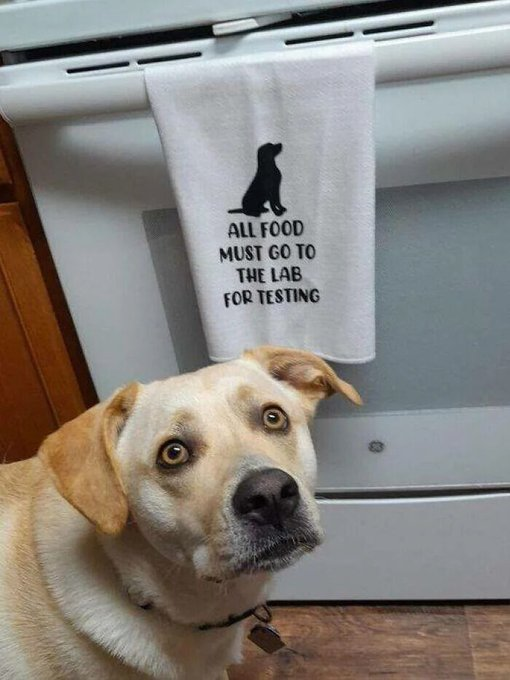 ALL FOOD MUST GO TO THE LAB FOR TESTING