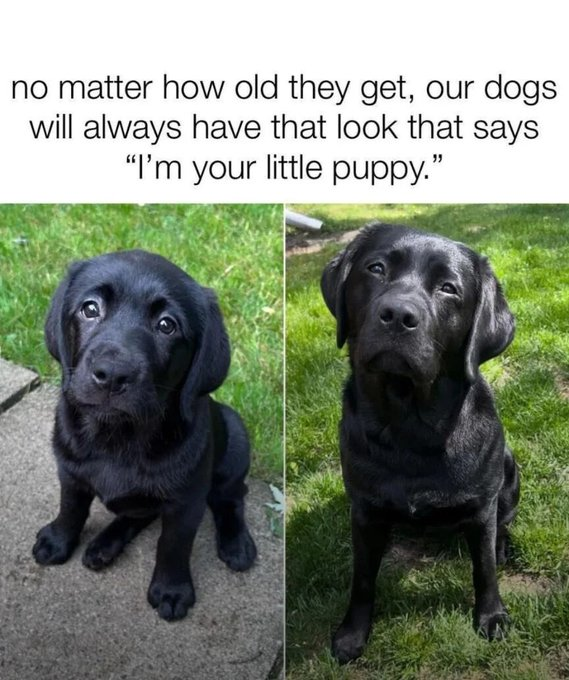 no matter how old they get, our dogs will always have that look that says "I'm your little puppy."
