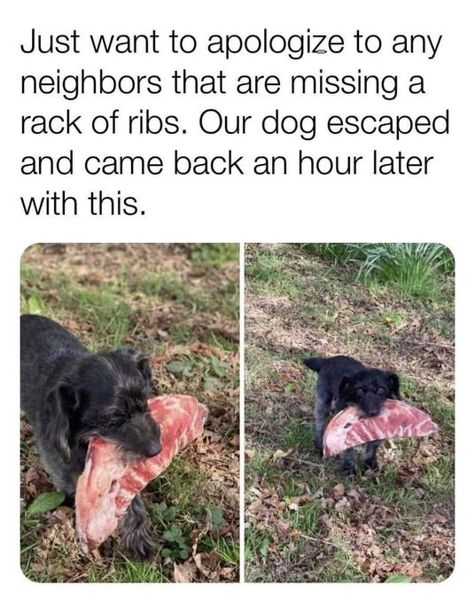 Just want to apologize to any neighbors that are missing a rack of ribs. Our dog escaped and came back an hour later with this.
