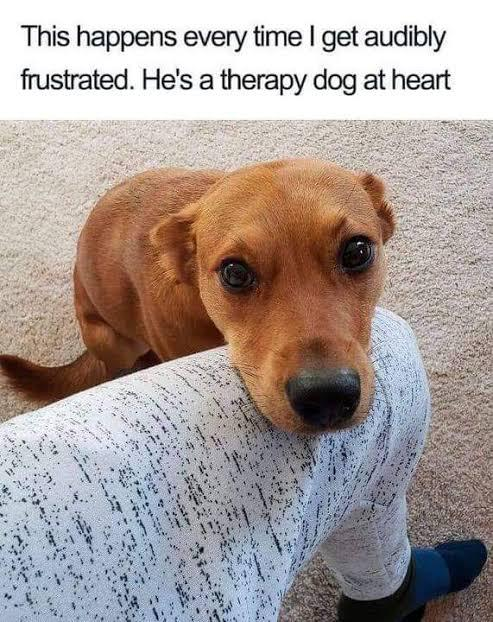 This happens every time I get audibly frustrated. He's a therapy dog at heart