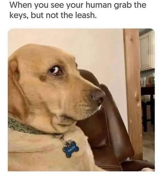 When you see your human grab the keys, but not the leash. WALTER