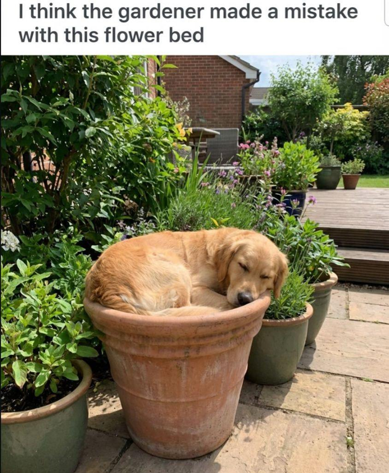 I think the gardener made a mistake with this flower bed