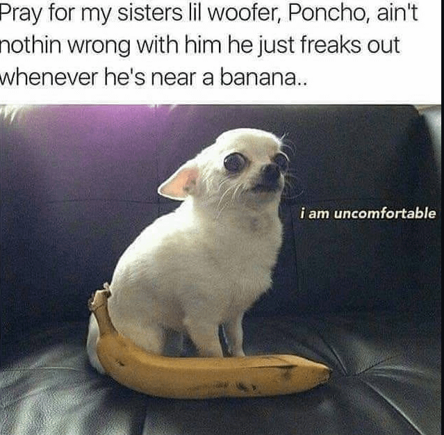 Pray for my sisters lil woofer, Poncho, ain't nothin wrong with him he just freaks out whenever he's near a banana.. i am uncomfortable