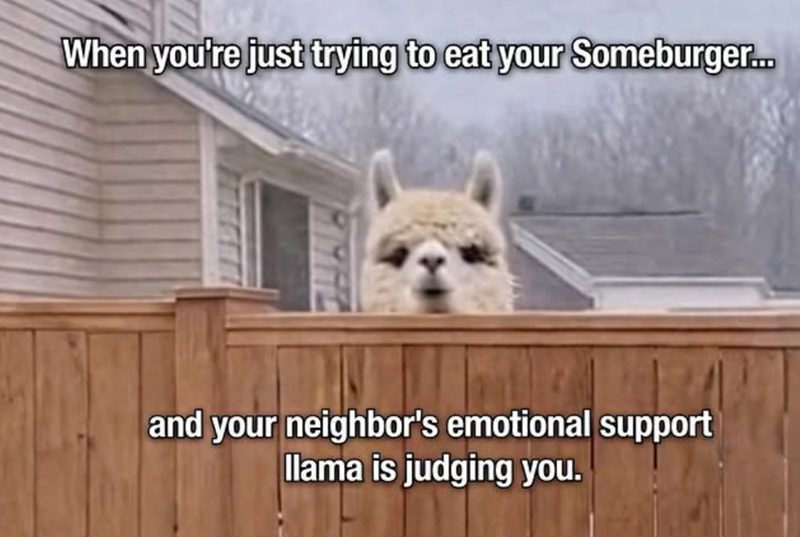 When you're just trying to eat your Someburger.... and your neighbor's emotional support llama is judging you.